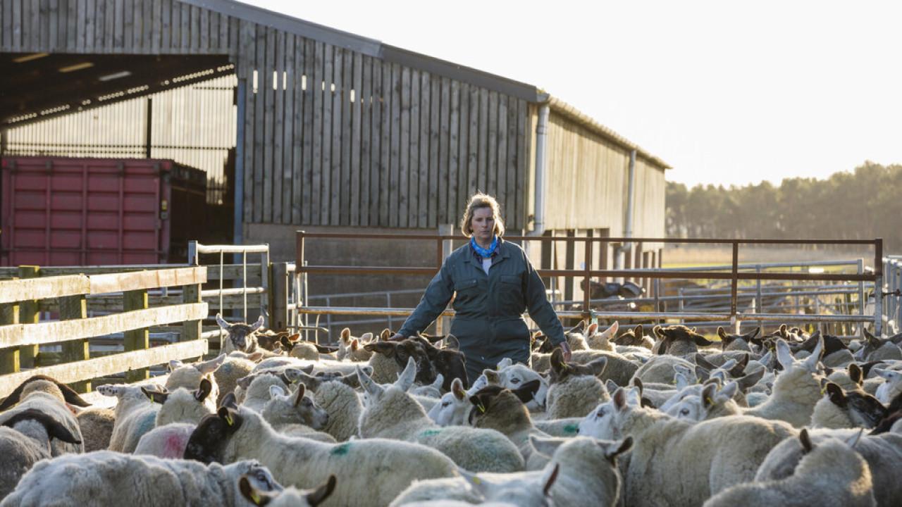 Животновъди излизат на протест, настояват за среща с Денков Животновъди-излизат-на-протест,-настояват-за-среща-с-Денков