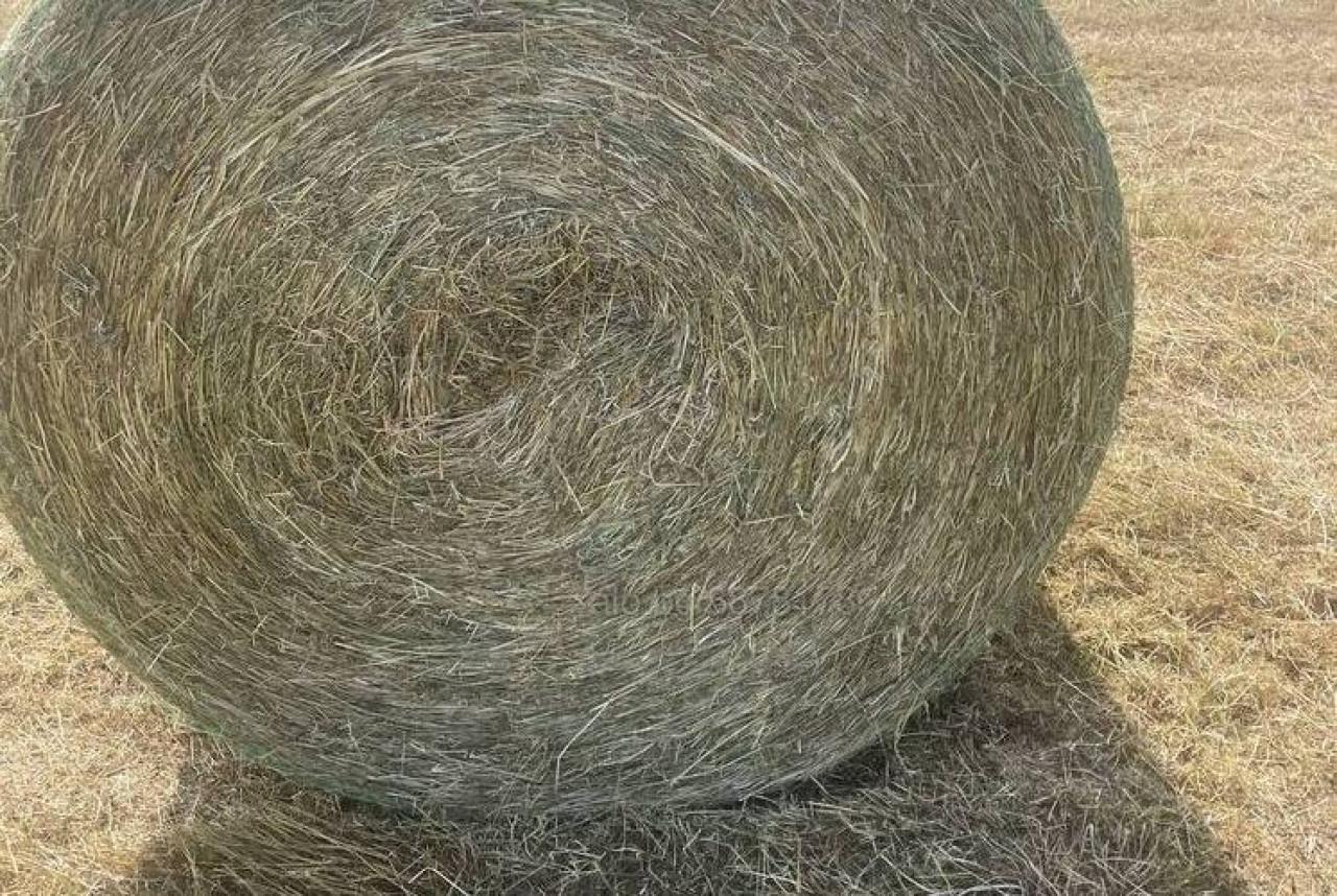 Горящи бали предизвикаха голям пожар в нива зад бл. 96 в к-с „Меден рудник” Горящи-бали-предизвикаха-голям-пожар-в-нива-зад-бл.-96-в-к-с-„Меден-рудник”