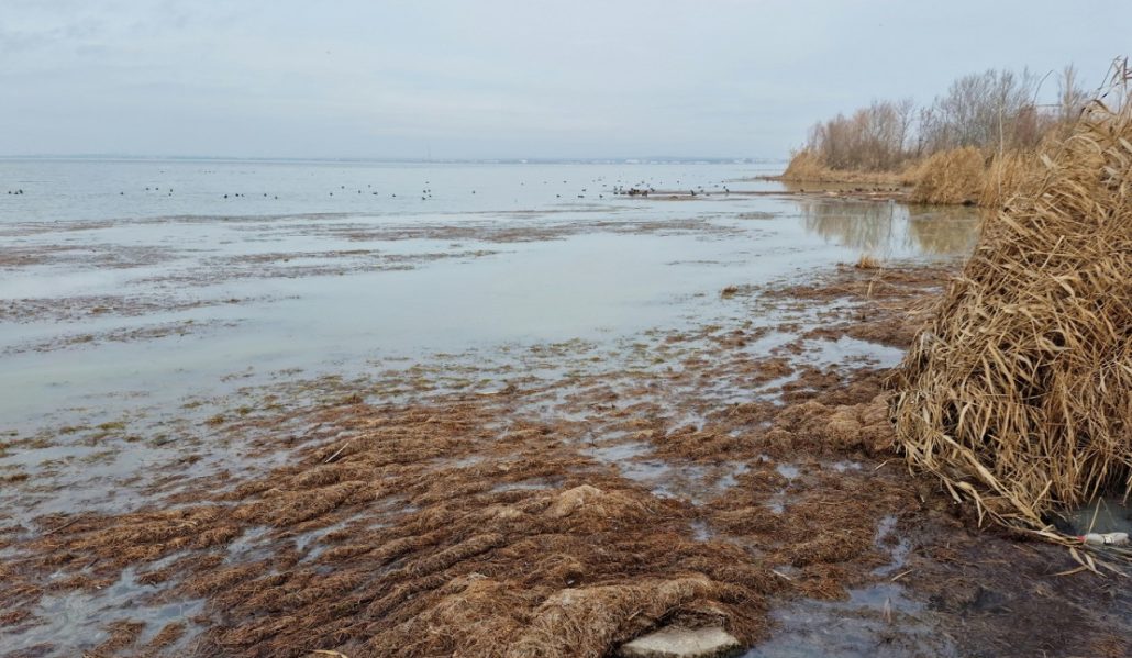 Гниещи-водорасли-предизвикаха-сигнали-за-неприятни-миризми-от-езерото-Вая