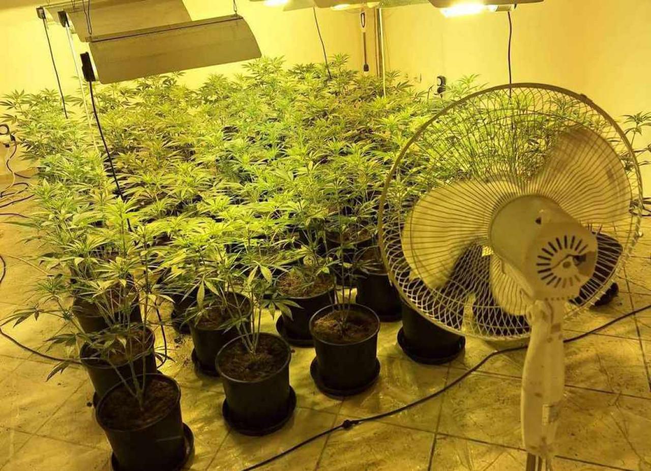 Ударът срещу дрогата в Слънчев бряг: Два етажа от хотел „Мегас“ са изпразнени, за да се превърнат в модерна оранжерия за марихуана (СНИМКИ) Ударът-срещу-дрогата-в-Слънчев-бряг:-Два-етажа-от-хотел-„Мегас“-са-изпразнени,-за-да-се-превърнат-в-модерна-оранжерия-за-марихуана-(СНИМКИ)