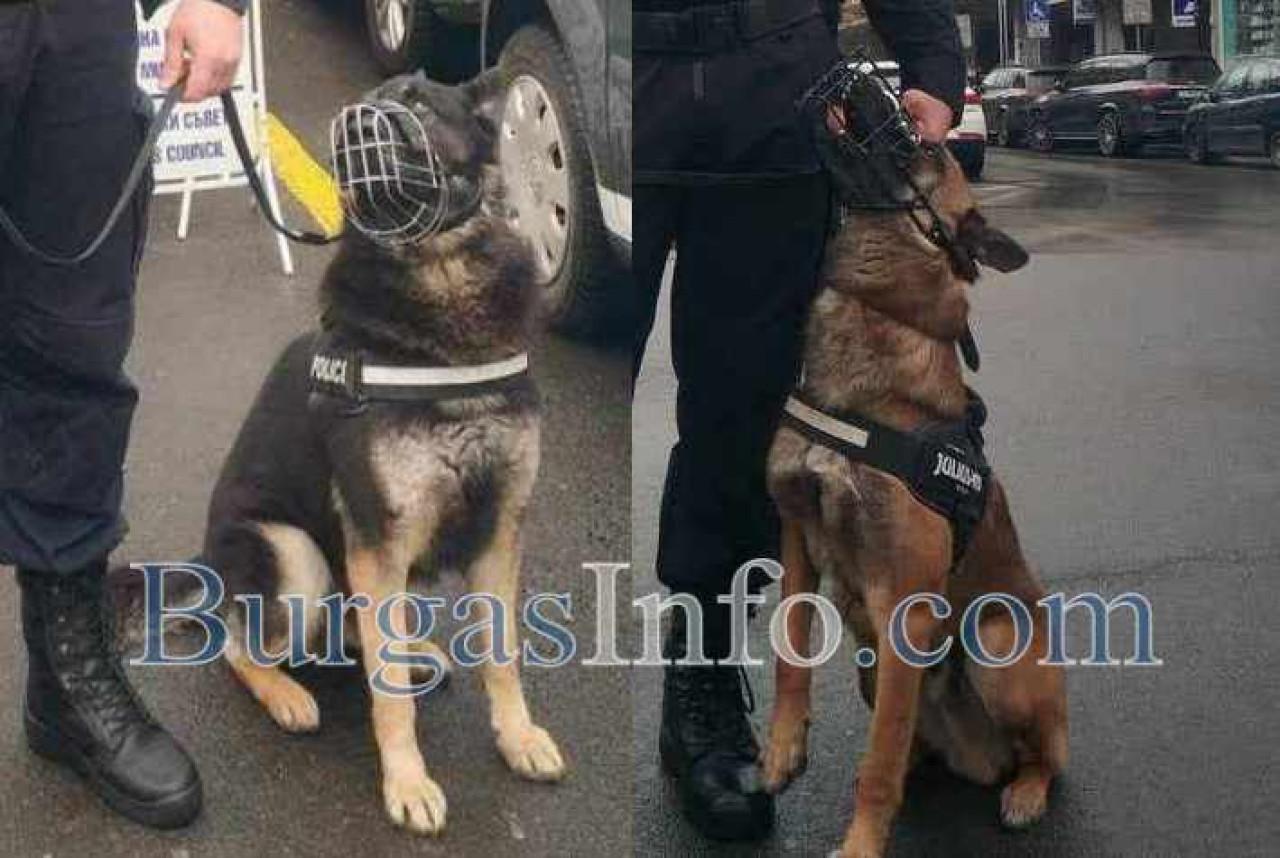 Аякс и Дарк пазят улиците в центъра на Бургас от днес, обучени са да следят за обществения ред (СНИМКИ и ВИДЕО) Аякс-и-Дарк-пазят-улиците-в-центъра-на-Бургас-от-днес,-обучени-са-да-следят-за-обществения-ред-(СНИМКИ-и-ВИДЕО)