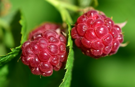 Този чай лекува много болести – как да се възползвате от лечебните му свойства Този-чай-лекува-много-болести-–-как-да-се-възползвате-от-лечебните-му-свойства