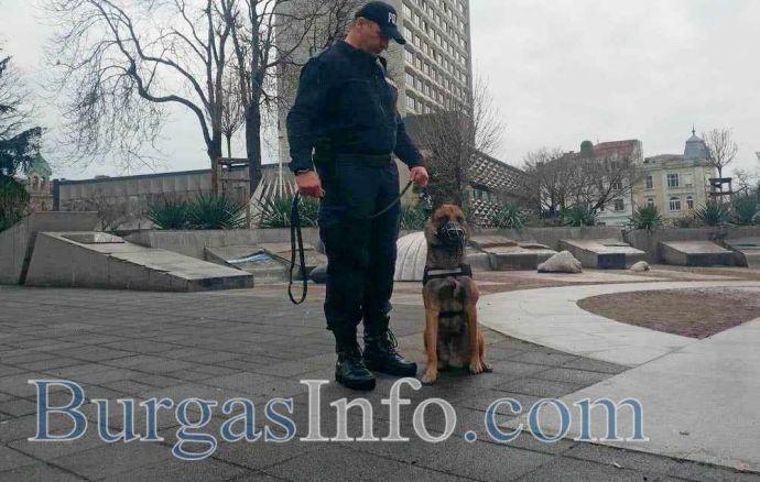 Аякс и Дарк пазят улиците в центъра на Бургас от днес, обучени са да следят за обществения ред (СНИМКИ и ВИДЕО) 1 25D0 25BA 25D1 2583 25D1 2587 25D0 25B54