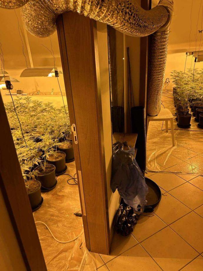 Ударът срещу дрогата в Слънчев бряг: Два етажа от хотел „Мегас“ са изпразнени, за да се превърнат в модерна оранжерия за марихуана (СНИМКИ) 6 25D0 25BD 25D0 25B0 25D1 2580 25D0 25BA 25D0 25BE