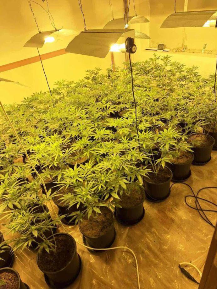 Ударът срещу дрогата в Слънчев бряг: Два етажа от хотел „Мегас“ са изпразнени, за да се превърнат в модерна оранжерия за марихуана (СНИМКИ) 4 25D0 25BD 25D0 25B0 25D1 2580 25D0 25BA 25D0 25BE2