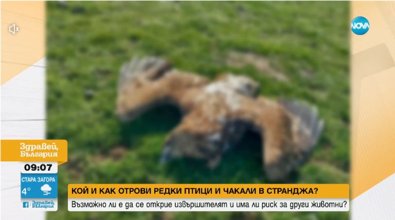 Мъртви-животни-и-редки-видове-птици-са-открити-в-Западна-Странджа