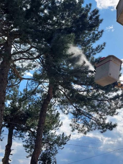 Отровна гъсеница вкара в болница бременна жена 3 25D0 25B3 25D1 258A 25D1 2581 25D0 25B5 25D0 25BD 25D0 25B8 25D1 2586 25D0 25B04