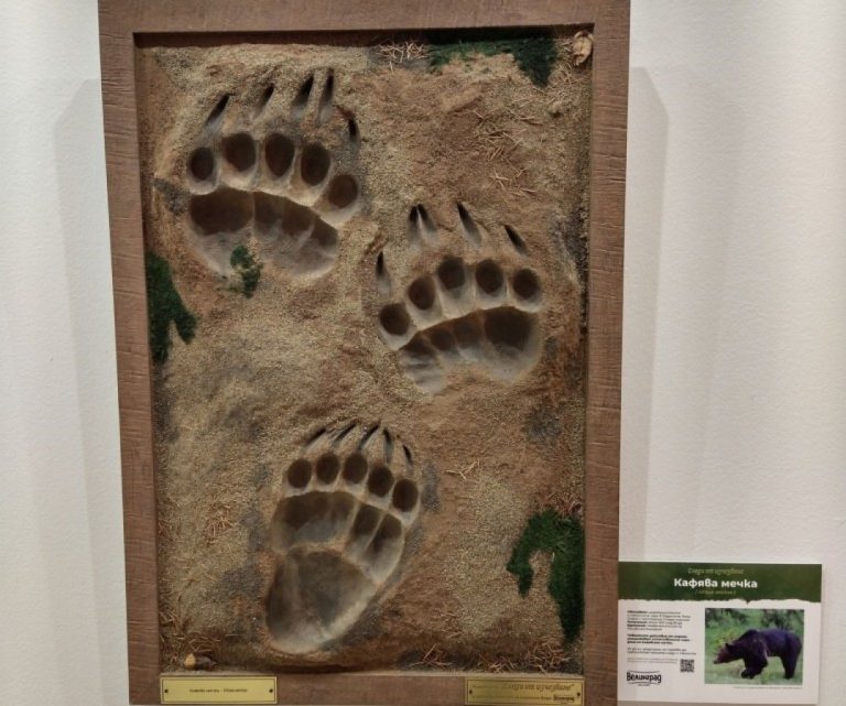 Следи от изчезващи животни представят в Морското казино Следи-от-изчезващи-животни-представят-в-Морското-казино