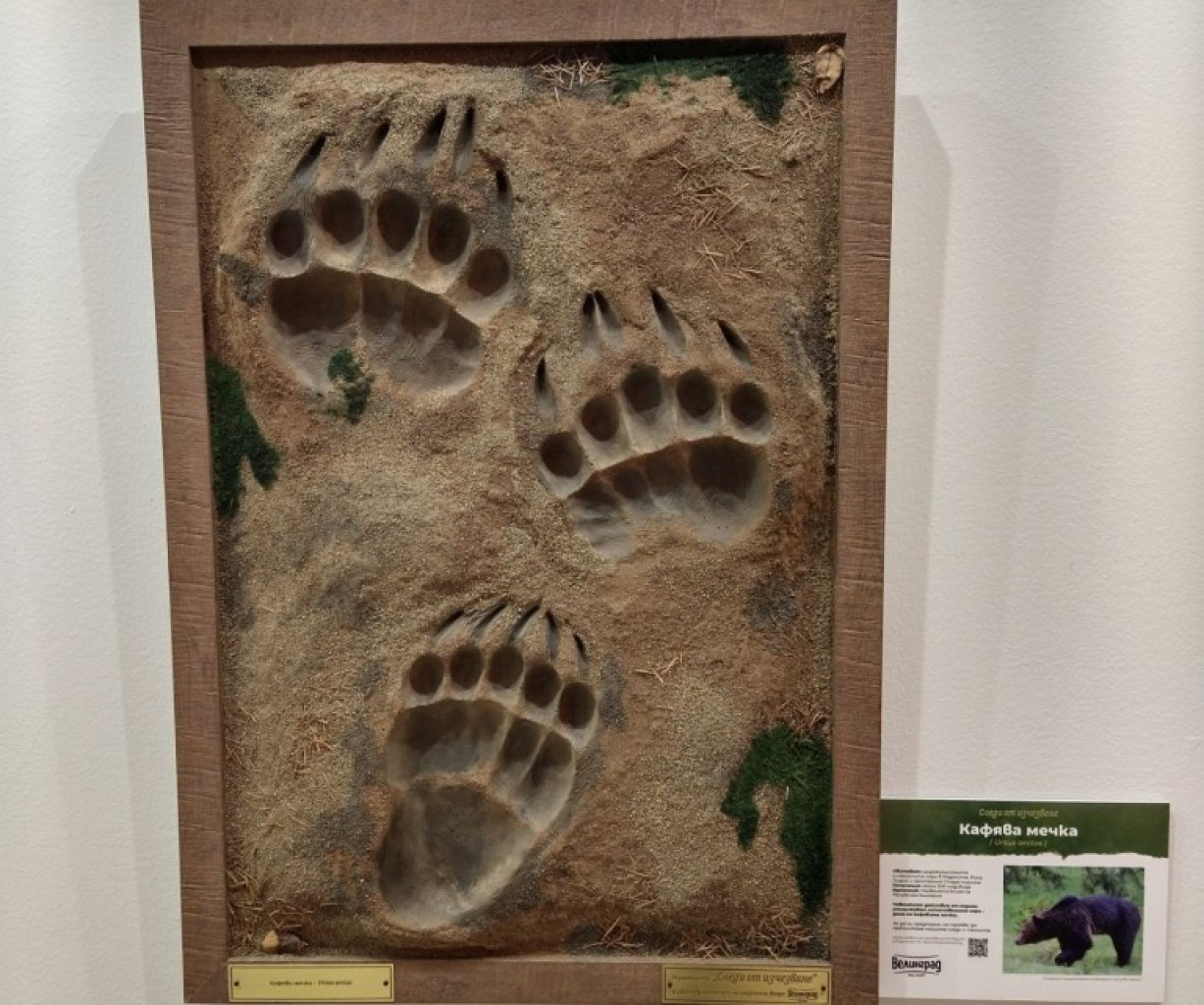 Следи от изчезващи животни представят в Морското казино 1 image