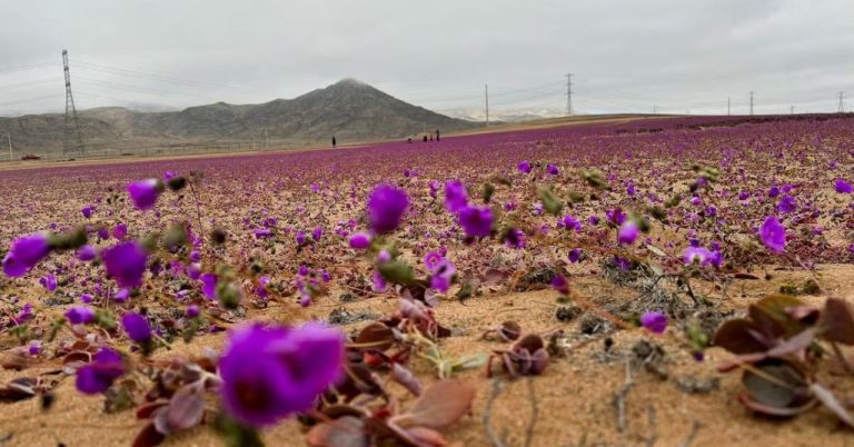 Разцъфна най-сухата пустиня на планетата Разцъфна-най-сухата-пустиня-на-планетата