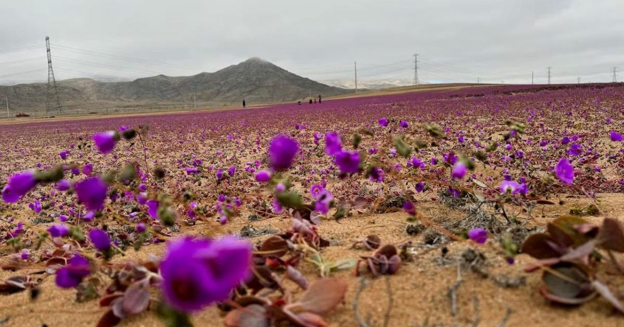 Разцъфна най-сухата пустиня на планетата 1 image